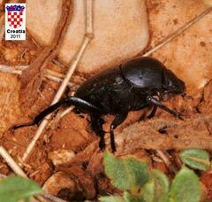 Gymnopleurus geoffroyi