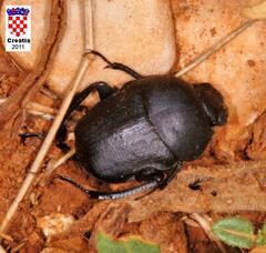 Gymnopleurus geoffroyi