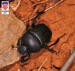 Gymnopleurus geoffroyi