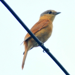 Pachyramphus castaneus