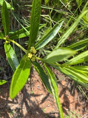 Fadogia