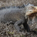 Lesser Antillean Iguana - Photo (c) Tommy Andriollo, some rights reserved (CC BY)
