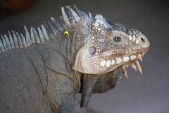 Lesser Antillean Iguana photo 3