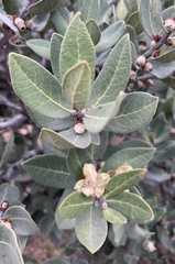 Euclea tomentosa