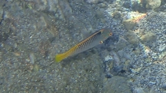 Halichoeres hortulanus