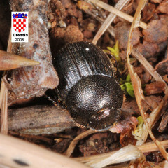 Onthophagus grossepunctatus
