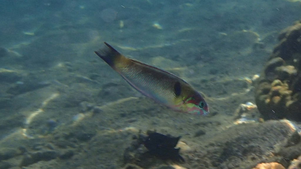 Redcheek wrasse (Thalassoma genivittatum) — Labridae