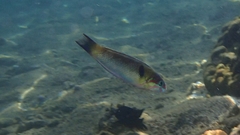 Thalassoma genivittatum