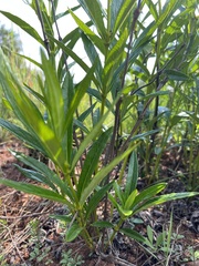 Fadogia