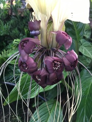 Tacca integrifolia