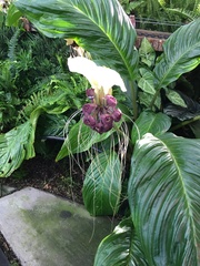 Tacca integrifolia