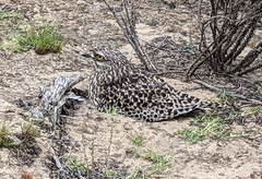 Burhinus capensis capensis