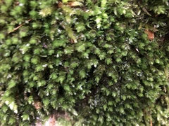Fissidens bryoides