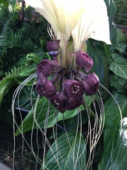 Tacca integrifolia