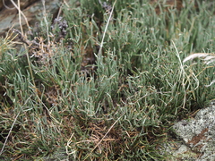 Ephedra distachya
