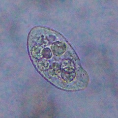 Turaniellidae