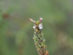 Nepeta annua