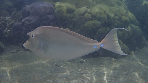 Bluespine Unicornfish