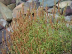 Nepeta annua