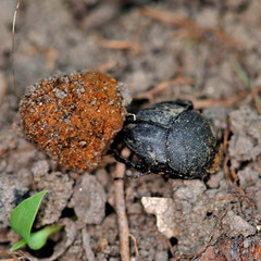 Sisyphus schaefferi schaefferi