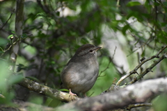 Arremonops rufivirgatus