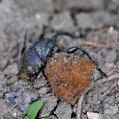 Sisyphus schaefferi schaefferi