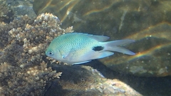 Abudefduf sparoides