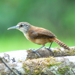 Cantorchilus longirostris