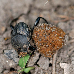 Sisyphus schaefferi schaefferi