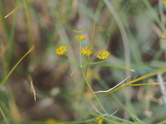 Bupleurum bicaule