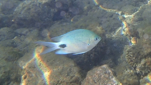 False-eye sergeant (Abudefduf sparoides) — Pomacentridae — 3