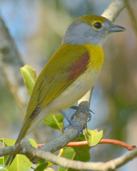 Pachyramphus viridis