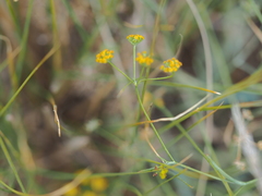Bupleurum bicaule