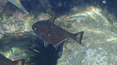 Pempheris