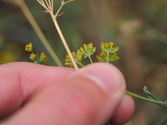 Bupleurum bicaule