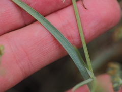 Bupleurum bicaule