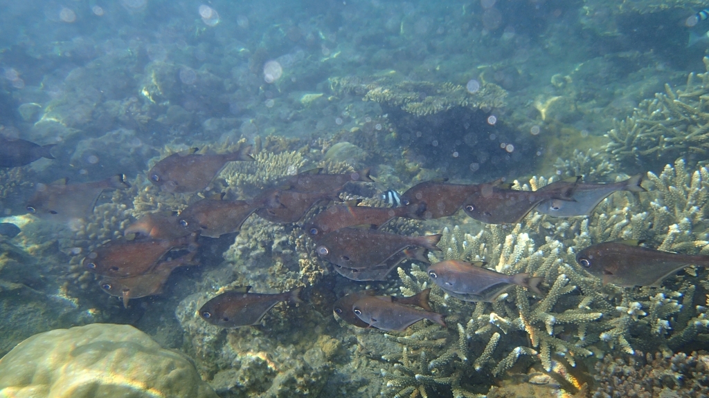 Pempheris bexillon