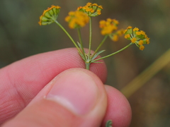 Bupleurum bicaule