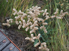 Goniolimon speciosum