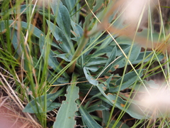 Goniolimon speciosum