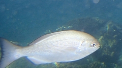 Kyphosus