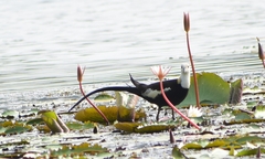 Hydrophasianus chirurgus