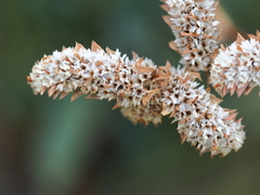 Goniolimon speciosum