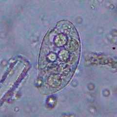 Turaniellidae