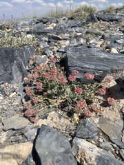 Eriogonum anemophilum