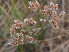 Goniolimon speciosum