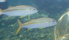 Mulloidichthys vanicolensis