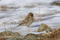 Linaria flavirostris