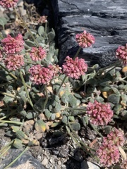 Eriogonum anemophilum