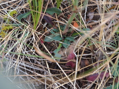 Goniolimon speciosum